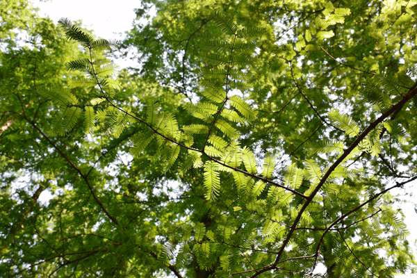 美国服装鞋类协会发布第26版受限物质清单